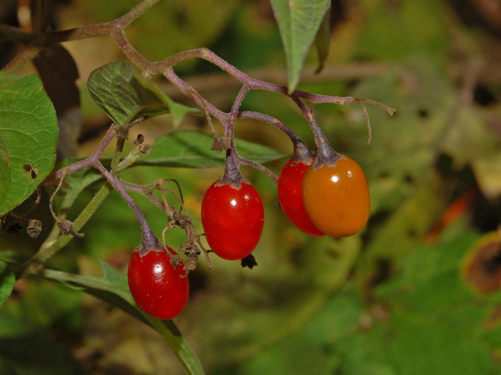 Solanum dulcamara